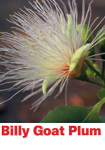 Billy Goat Plum - Australian bush flower sexuality essence